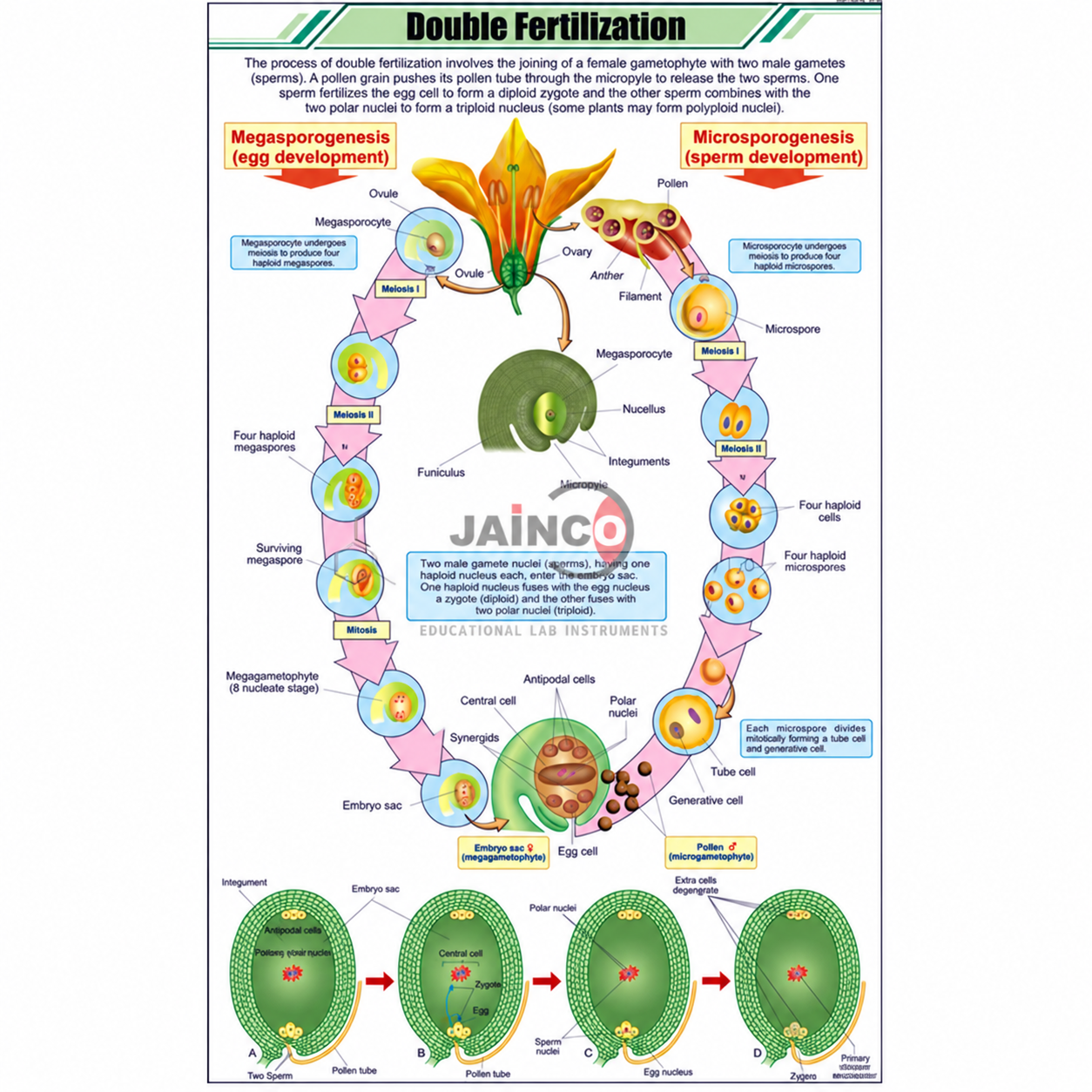 Double Fertilization Chart